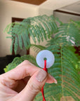 Baikalla Natural Icy Jadeite Jade Kou Kou Pendant with Red String