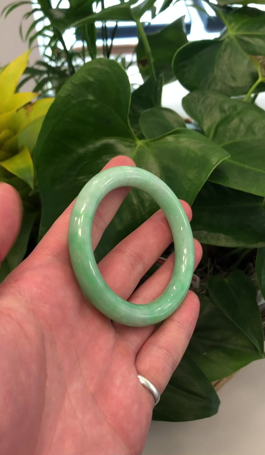 Natural Burmese Apple Green Jadeite Jade Bangle Bracelet ( 53.6 mm) #441